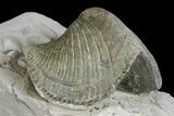Pyrite Replaced Brachiopod (Paraspirifer) Fossil on Shale - Ohio #136653-1